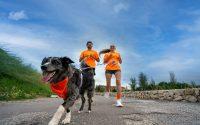 Dogfy Run llega a Valencia para ayudar a protectoras afectadas por la DANA