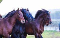 El negocio del caballo español galopa hacia el mercado internacional
