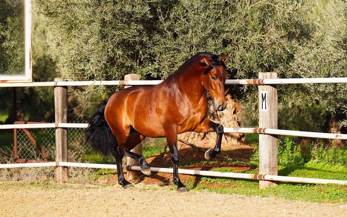 caballo-ganaderia-Francisco-Santiago