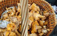 La temporada de setas que enciende la cocina de otoño